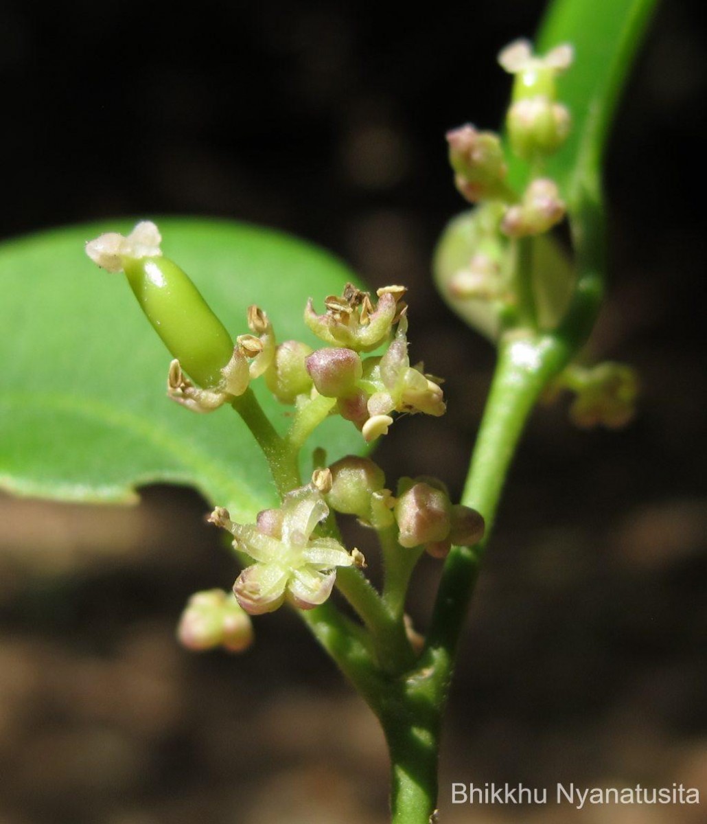 Celtis philippensis Blanco